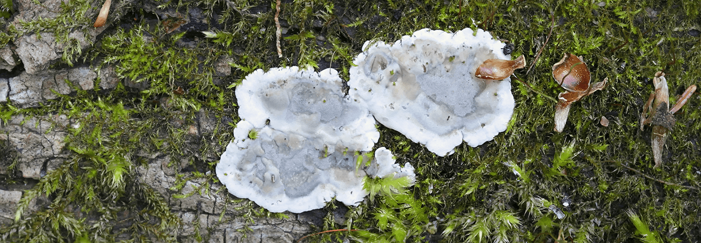 Pest And Disease Brittle Cinder Fungus Banner 1440X500