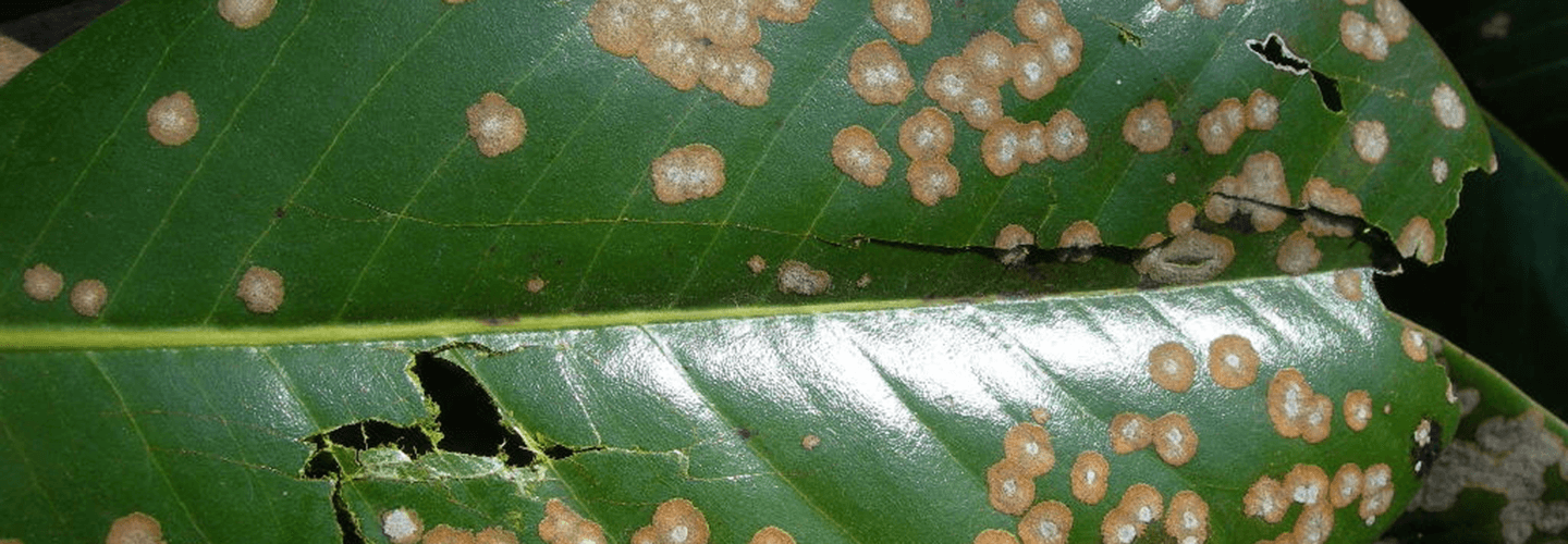 Pest And Disease Algal Leaf Spot Banner 1440X500