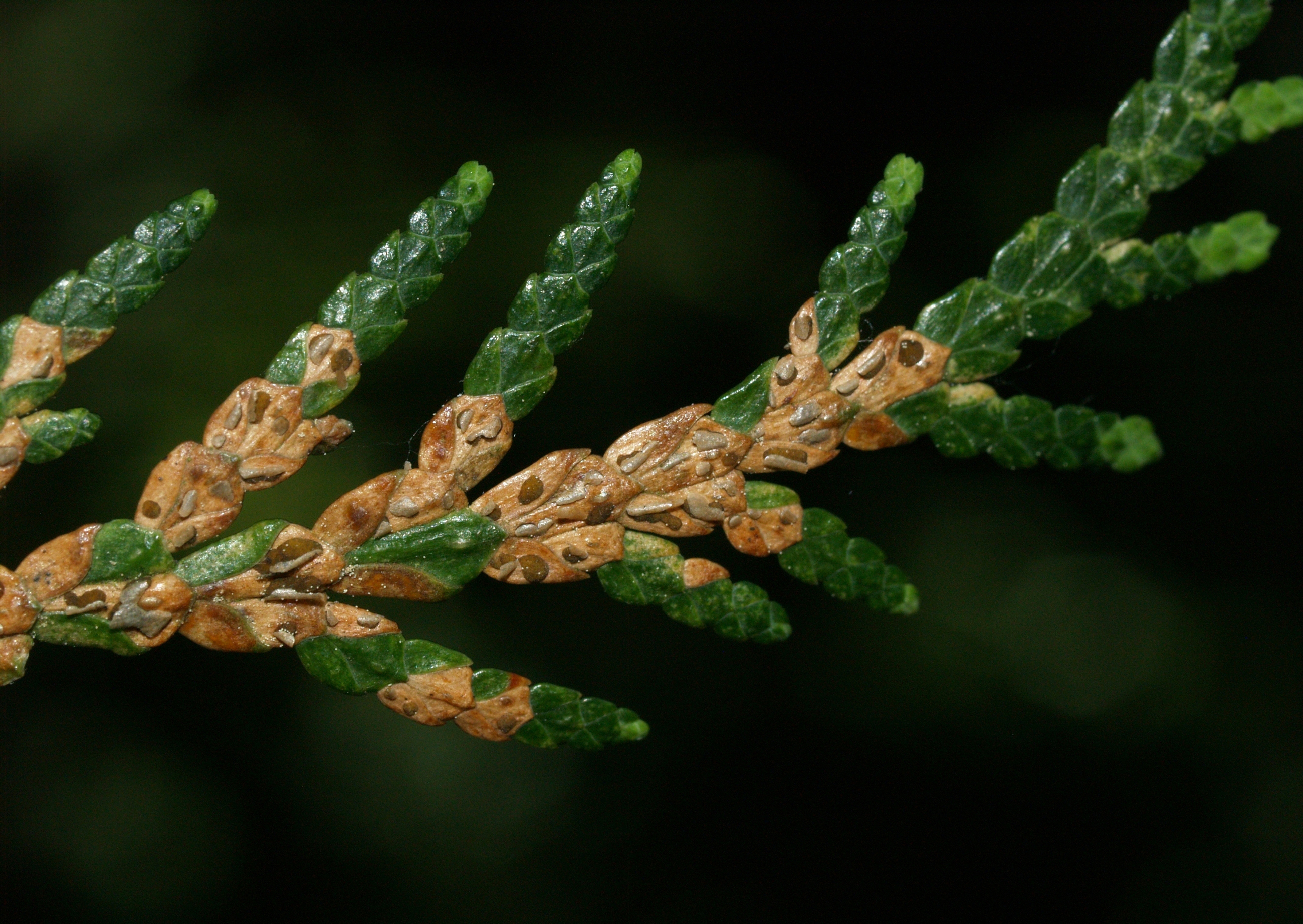 5504861 LGPT Cedar Needle Blight