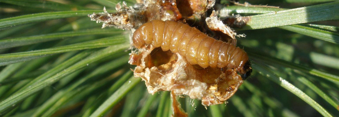 Pest And Disease Pine Tip And Pine Shoot Moth Banner 1440X500