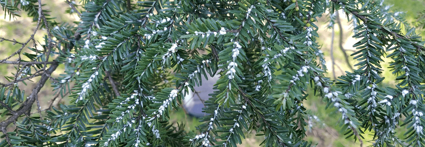 Pest And Disease Center Hemlock Woolly Adelgid Banner 1440X500