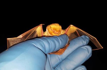 Bat Mist Net Survey 600