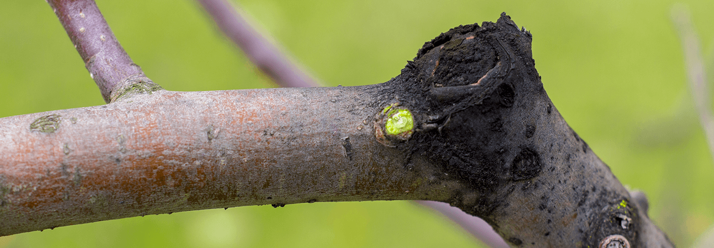 Pest And Disease Botryosphaeria Banner 1440X500
