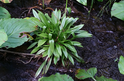 Helonias Bullata2