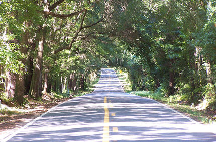 Tallhassee Street Trees