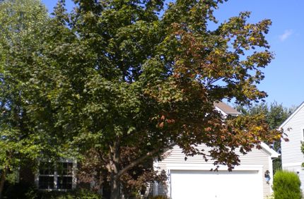 Browning Maple Tree From Drought Stress On One Side Due To Roadway Heat