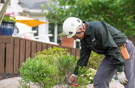 Hand Pruning