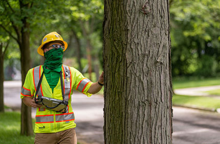 Treekeeper And Budgets