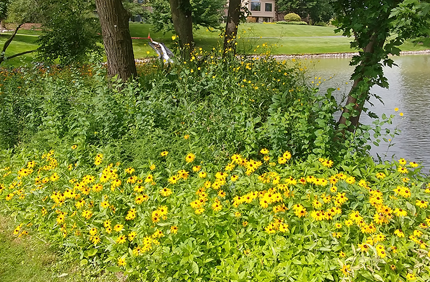 Environmental Project Profile Lake Barrington Shores Banner 1440X500