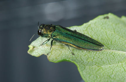 Eab Closeup