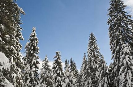 Winter Resistant Douglas Fir Tree