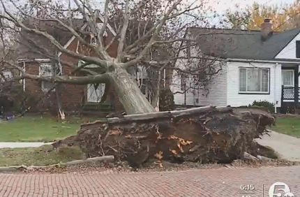 Treedamage