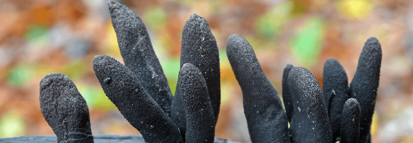 Pest And Disease Deadman Fingers Banner 1440X500