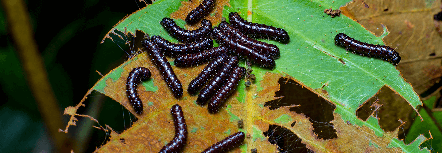 Pest And Disease Center Buck Moth Banner 1440X500