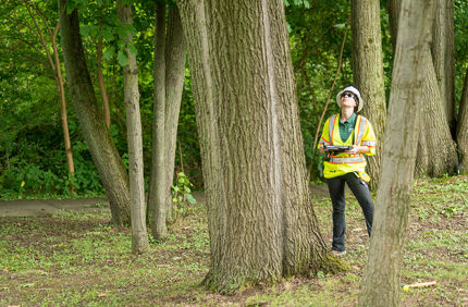 Tree Inventory (1)
