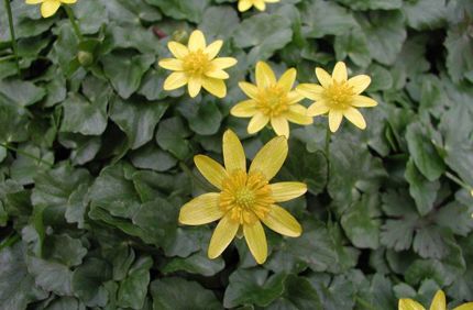 Lesser Celandine 1