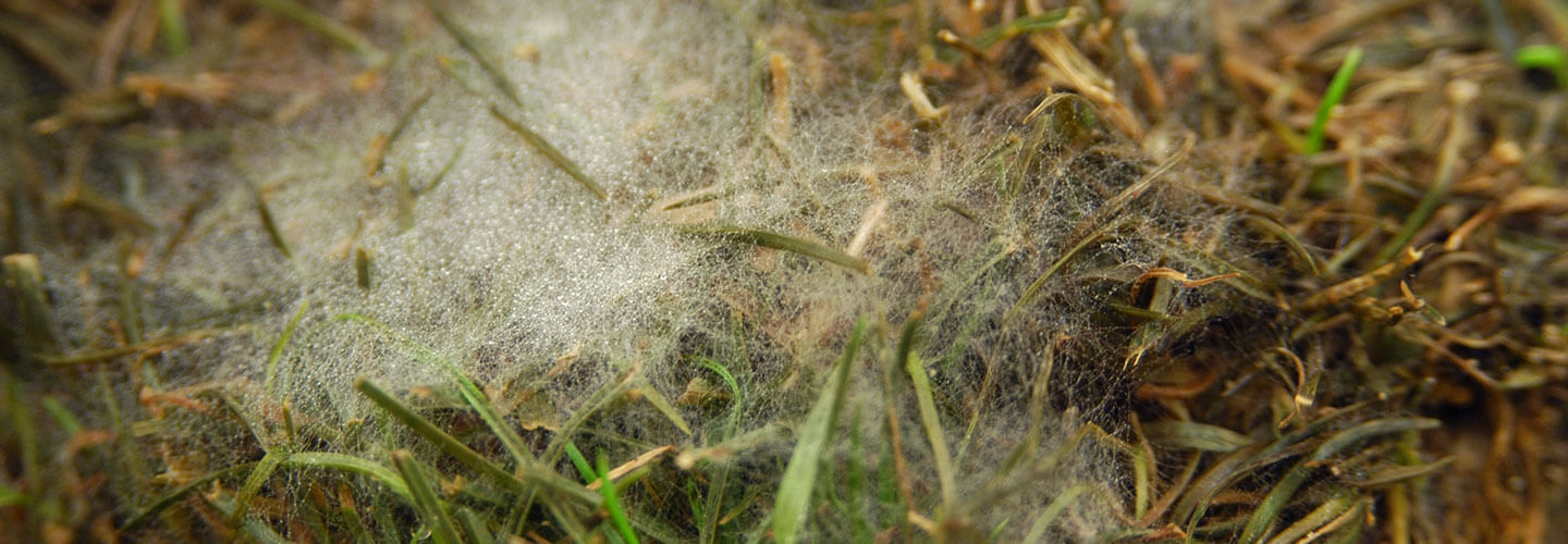 Pest And Disease Pythium Blight Banner 1440X500