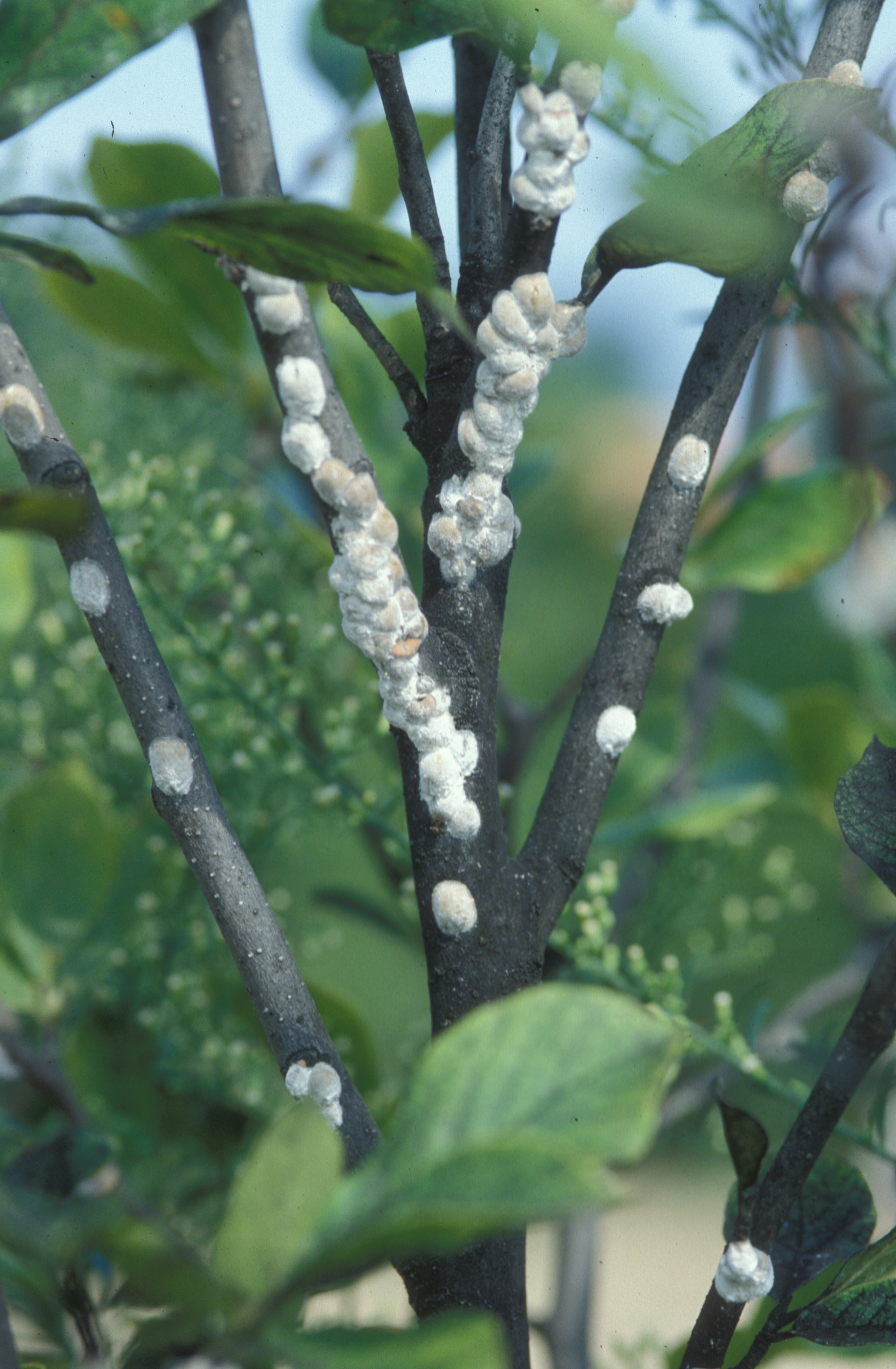 Magnolia Scale Adults