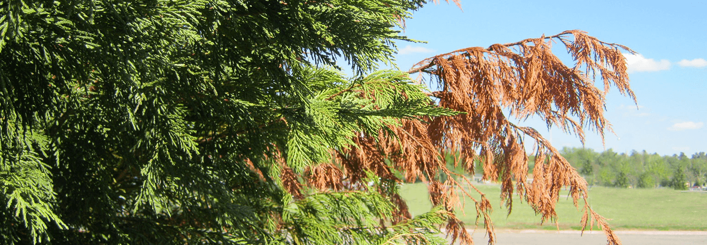 Pest And Disease Center Seiridium Canker Of Leyland Cypress Banner 1440X500