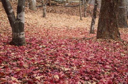 Autumn 5311997 960 720