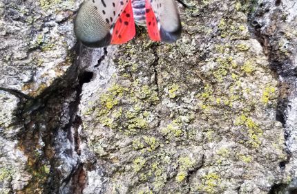 Spotted Lanternfly Adult 2.Jpg