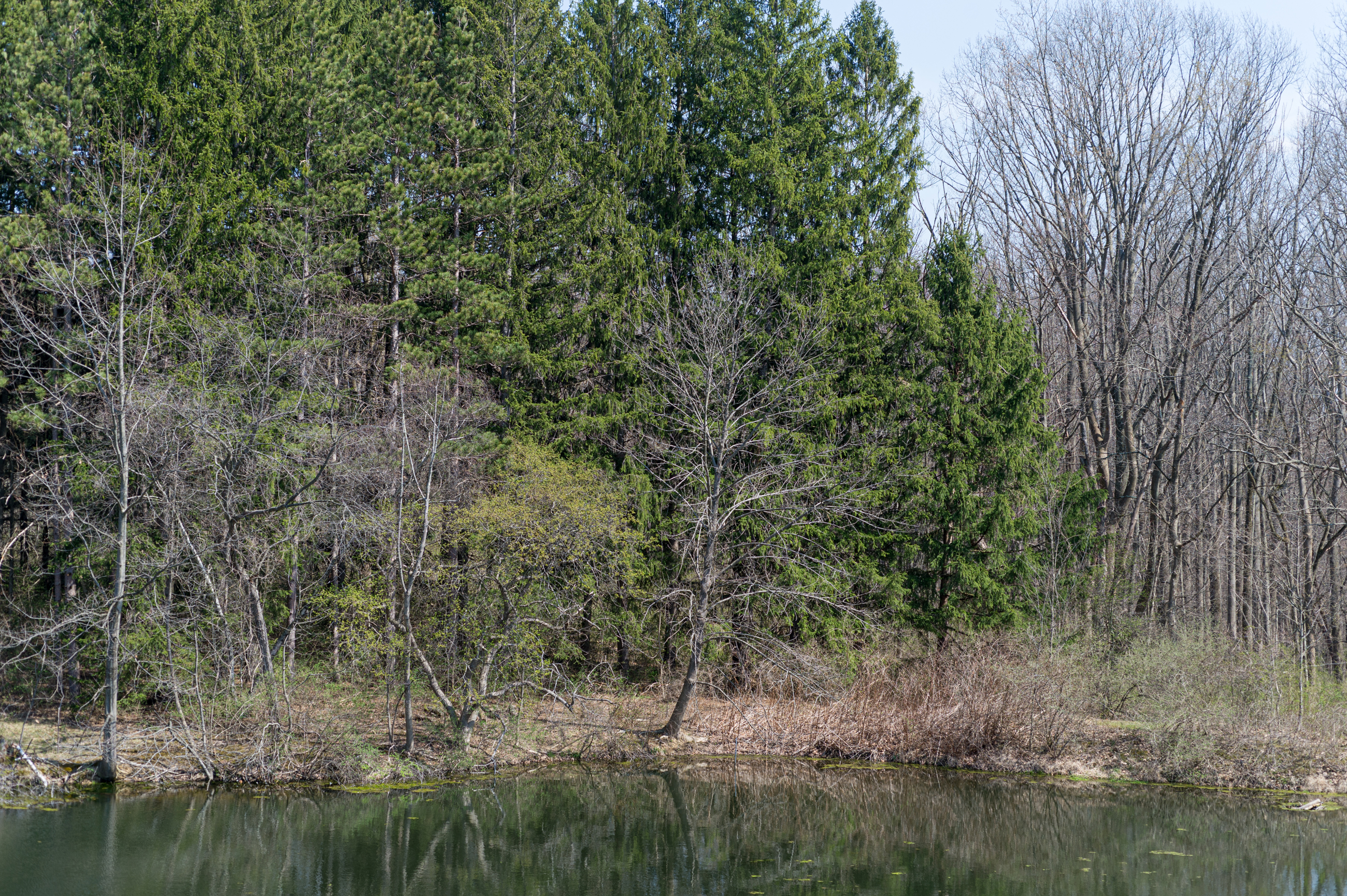 DSC 3103 4928X3280 E35ca0b (1)