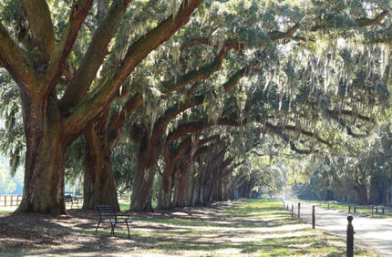 Tree Lined Street