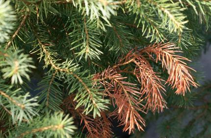 Evergreen Tree Browning