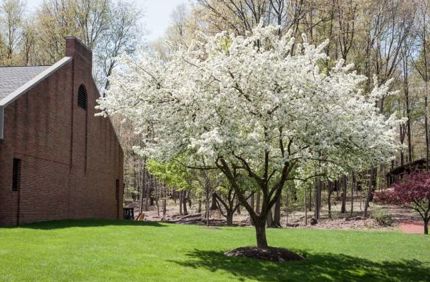 Flowering Tree
