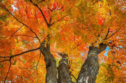 Orange Maple Tree In Fall