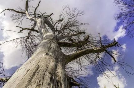 Split Bark On Dying Tree