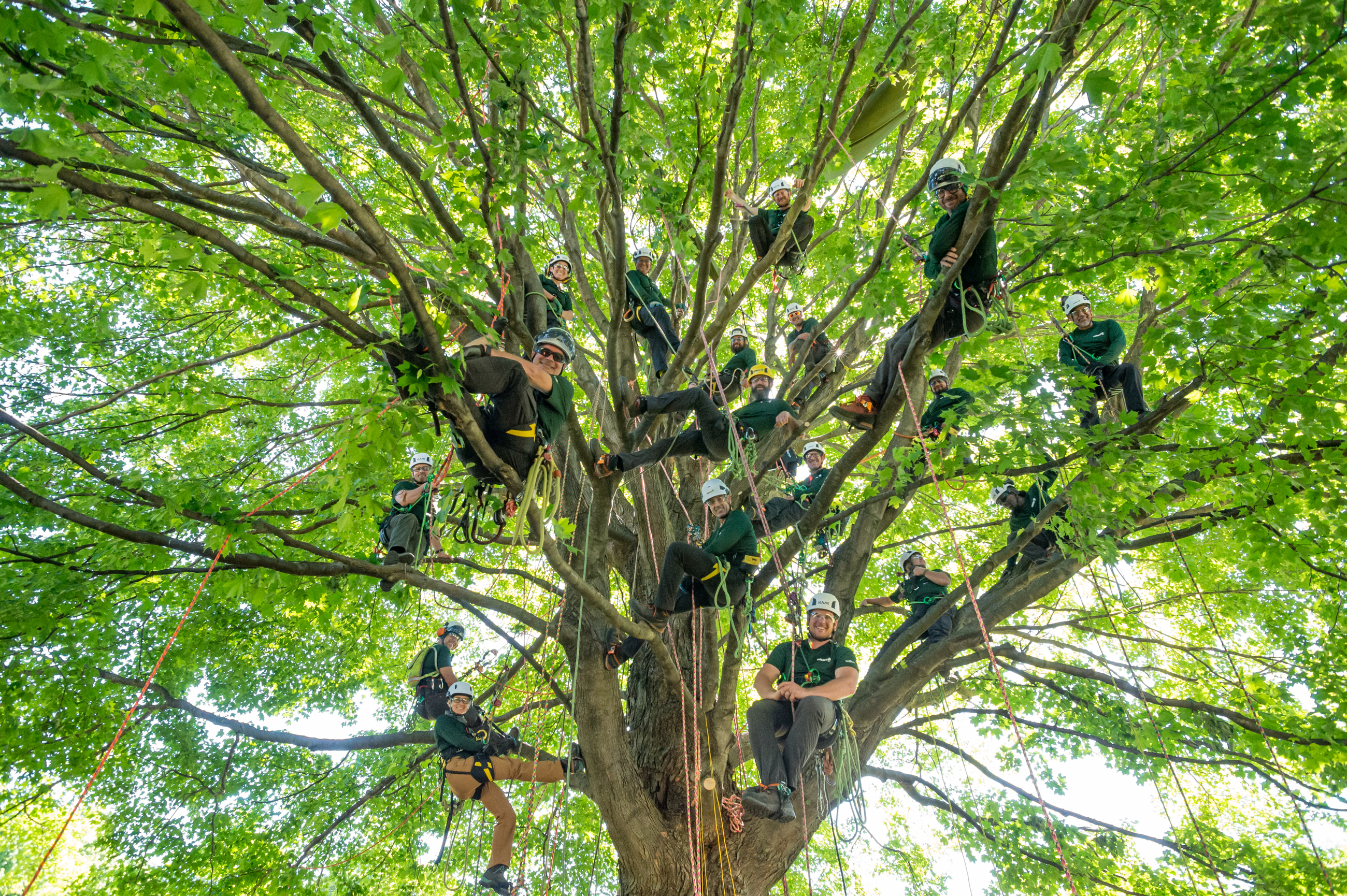 Trainers In Tree