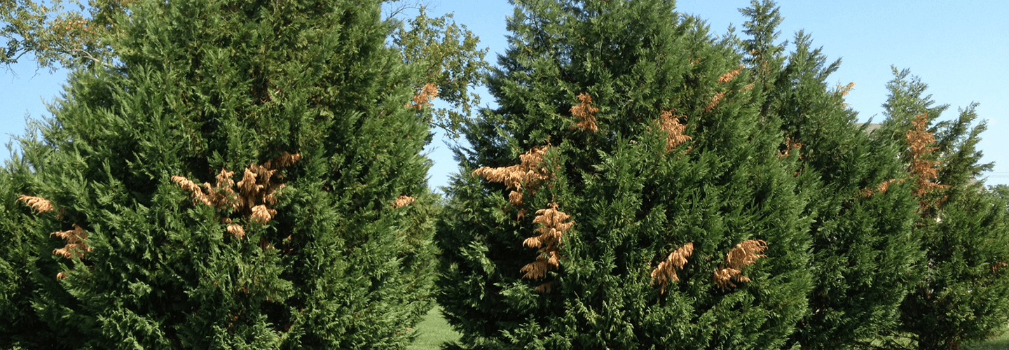 Pest And Disease Canker Banner 1440X500