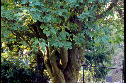 Europeanmountainash