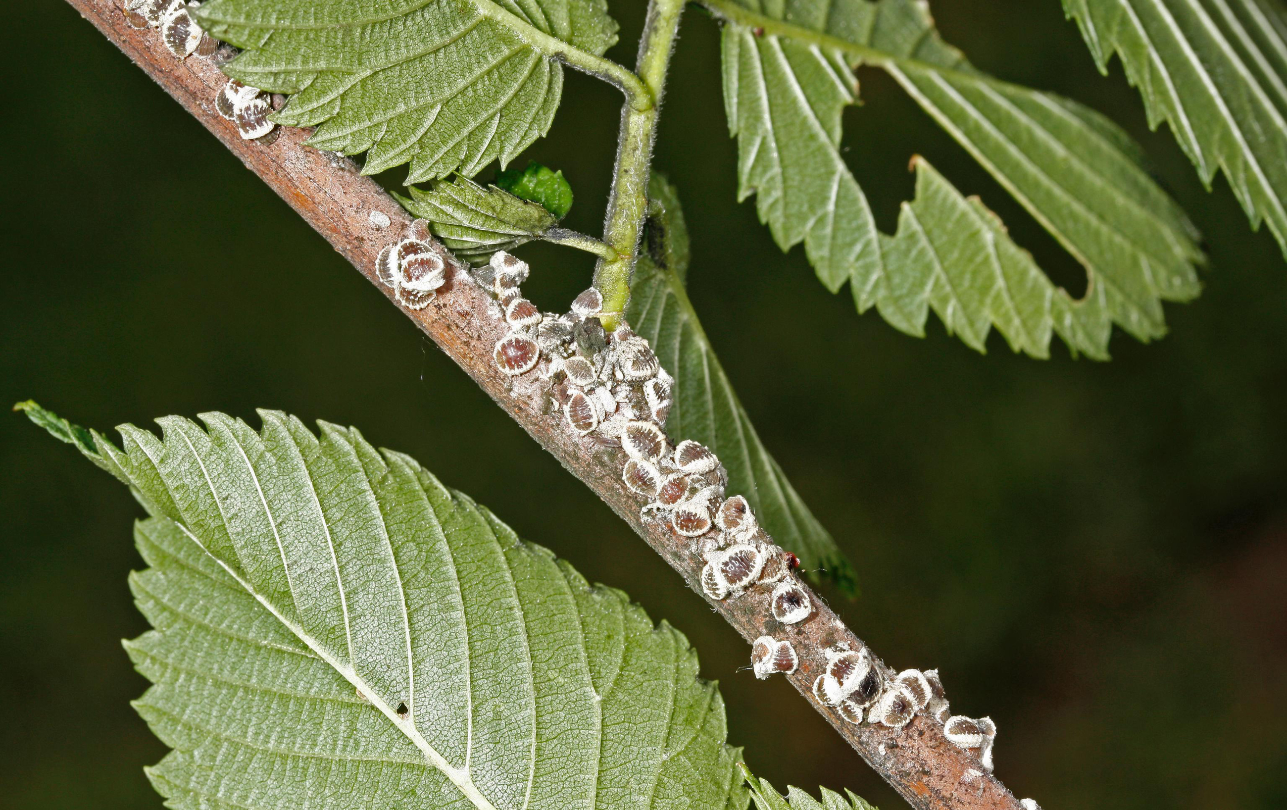 5402462 LGPT European Elm Scale Branch1