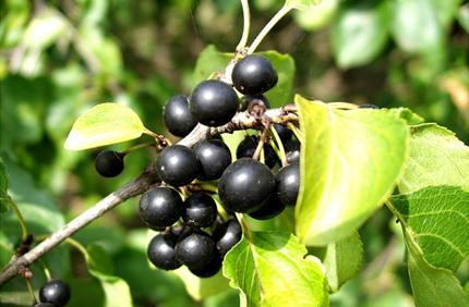 Buckthorn2