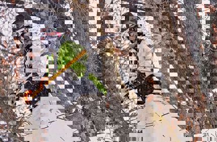 LM1124 028A9533R