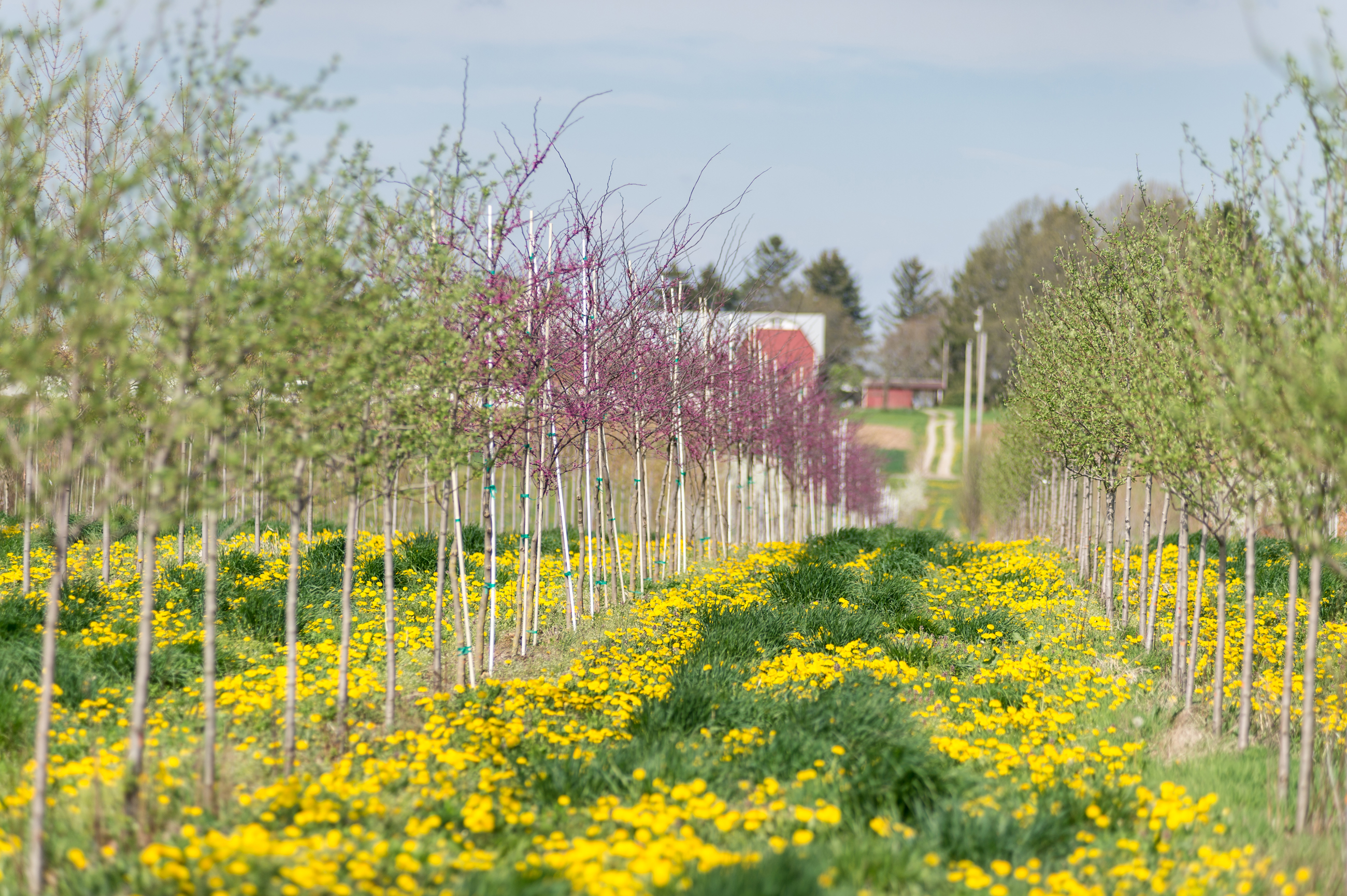 Selecting Tree From Nursery