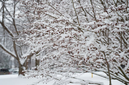 Snow Covered Tree With Leaves Davey Tree