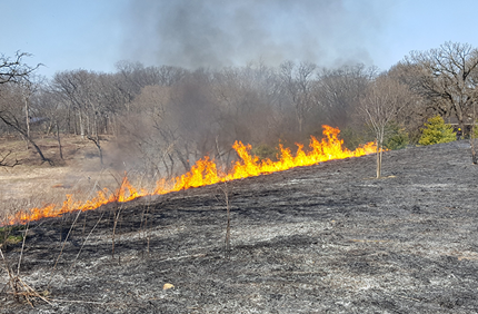 Prescribed Burning 600X600