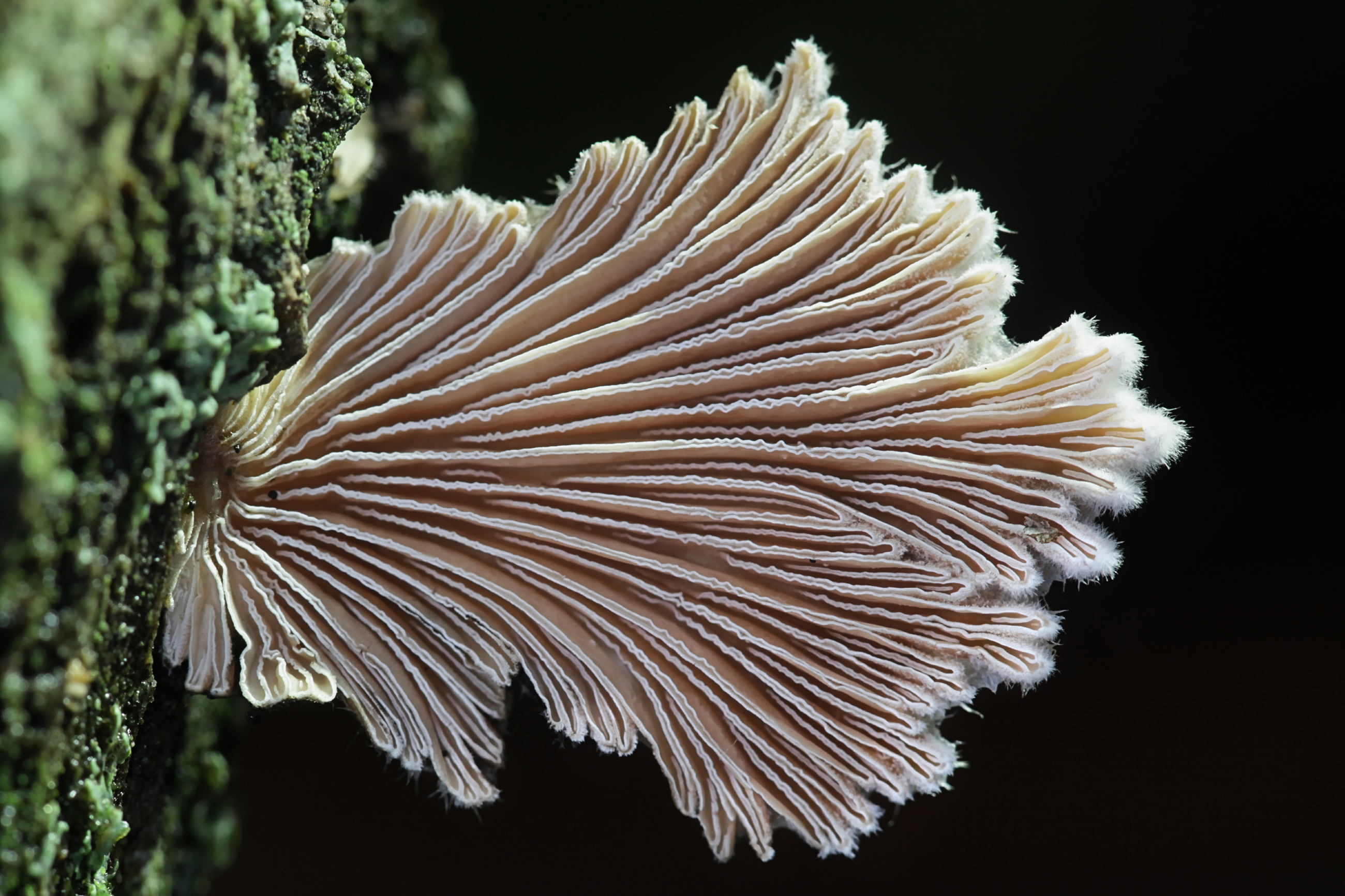 Adobestock 316184773 Split Gill Fungus Close Up