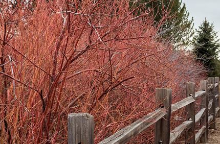 Environmental Pp High Line Canal Banner 1440X500