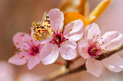 Davey Tree Cherry Tree Plus Butterfly
