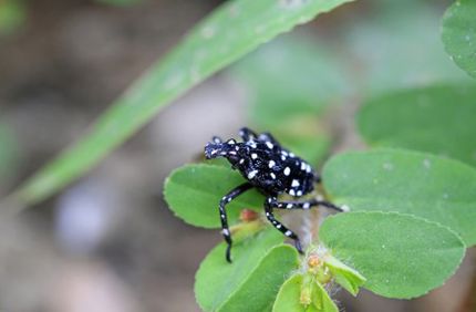 Spotted Lanternfly Early Nymp Davey Tree (1)
