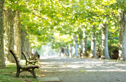 Park Bench And Trees 800