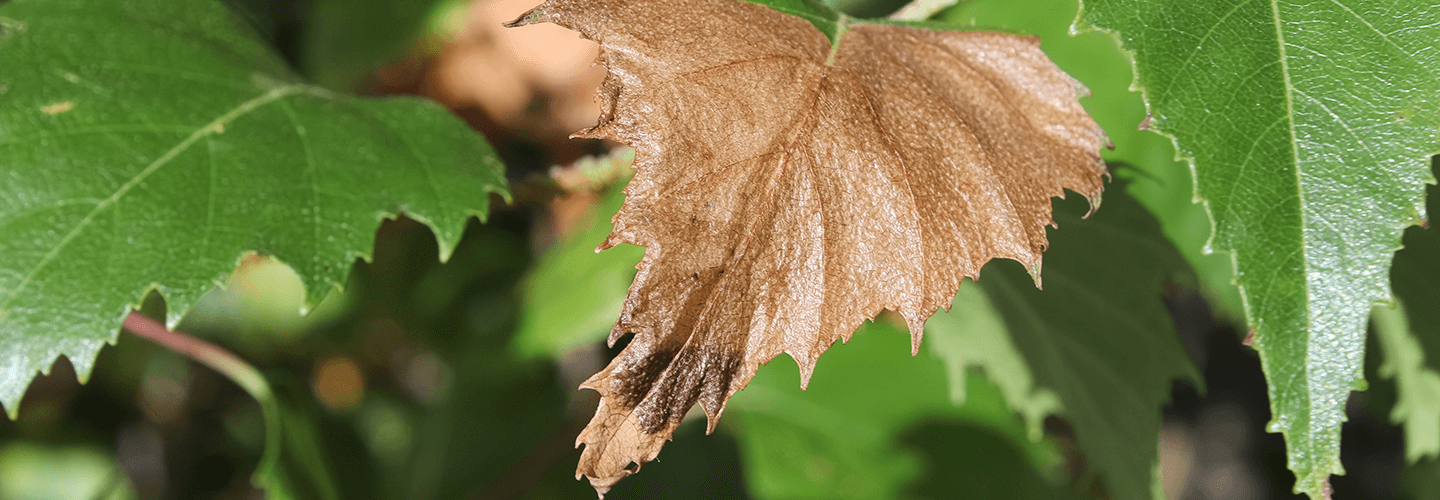 Pest And Disease Birch Leafminer Banner 1440X500