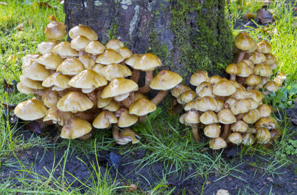 Honey Fungus
