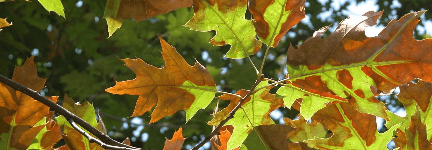 Pest And Disease Bacterial Leaf Scorch Banner 1440X500