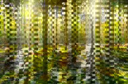 Forests