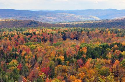 Vermont Fall Foliage Hogback Mountain Copy